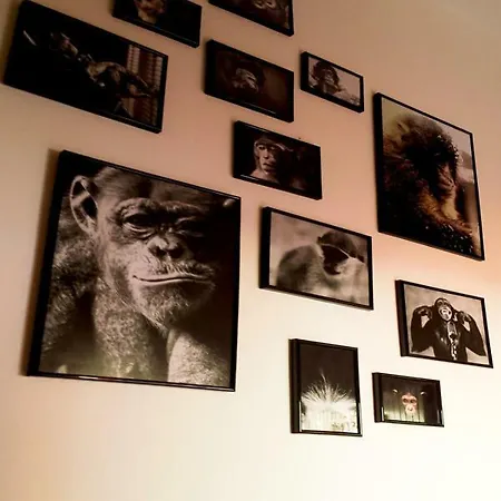 The Mellow Monkey